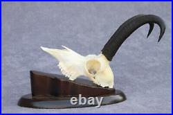 Alpine Chamois trophy skull with horns on a plaque, Silver medal CIC 105.2 point