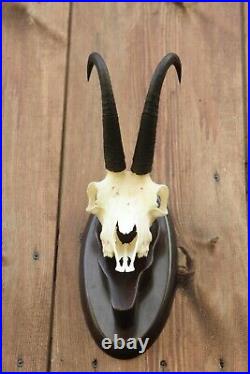 Alpine Chamois trophy skull with horns on a plaque, Silver medal CIC 105.2 point