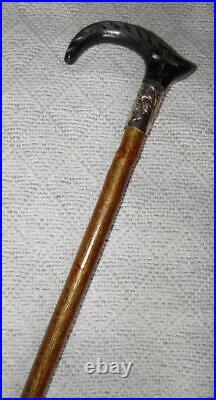 Antique Birch Walking Stick / Cane Goat Horn Derby Handle Silver Plated Collar