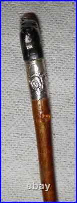 Antique Birch Walking Stick / Cane Goat Horn Derby Handle Silver Plated Collar