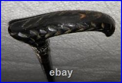 Antique Birch Walking Stick / Cane Goat Horn Derby Handle Silver Plated Collar