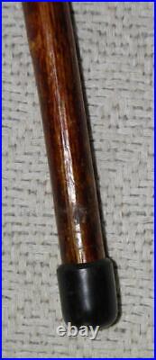 Antique Birch Walking Stick / Cane Goat Horn Derby Handle Silver Plated Collar