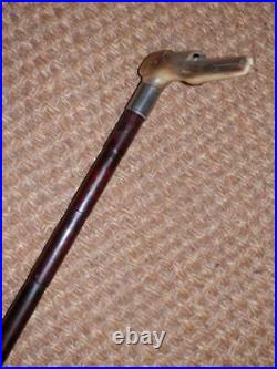 Antique Bovine Horn Lurcher/Whippet Hunting Dog Walking Stick/Cane-Silver Collar