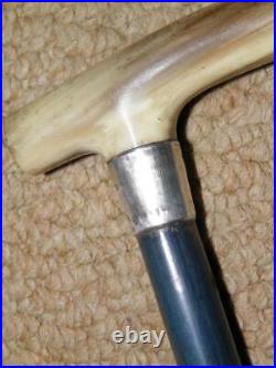 Antique Childs Walking Cane With Bovine Horn Fritz Handle & H/M Silver Collar