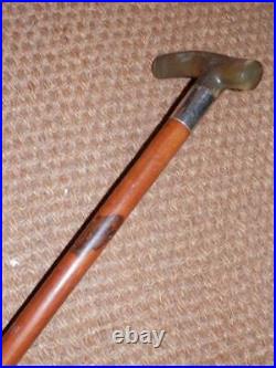 Antique Gents Walking Stick Bovine Horn Handle & Hallmarked 1912 Silver Collar