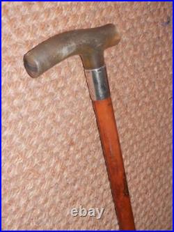 Antique Gents Walking Stick Bovine Horn Handle & Hallmarked 1912 Silver Collar