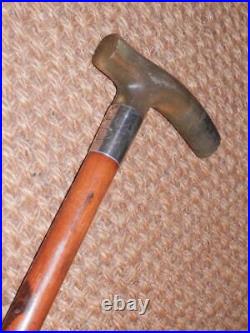 Antique Gents Walking Stick Bovine Horn Handle & Hallmarked 1912 Silver Collar