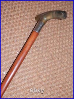 Antique Gents Walking Stick Bovine Horn Handle & Hallmarked 1912 Silver Collar