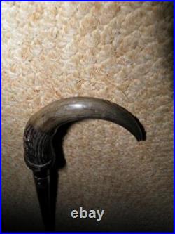 Antique Ladies Walking Cane With Ovine Horn Handle & Repousse Silver Collar 87cm