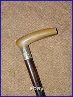 Antique Palm Wood Walking Stick With Bovine Horn Handle & H/m 1912 Silver Collar