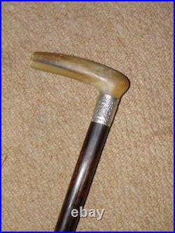 Antique Palm Wood Walking Stick With Bovine Horn Handle & H/m 1912 Silver Collar