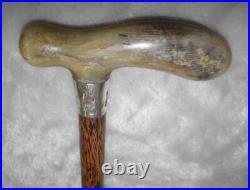 Antique Palmwood Walking Stick / Cane Fritz Horn Handle Hallmarked 1912 Silver
