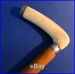 Antique Polished Fancy Stag Antler Horn Cane Walking Stick with Silver Trim
