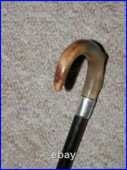 Antique Show Cane With Bovine Horn Crook Handle & H/m Silver Collar 1919 55cm
