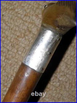 Antique Walking Stick Bovine Horn Bird Handle & Hallmarked 1929 Silver Collar