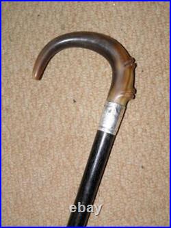 Antique Walking Stick Bovine Horn Crook Handle & Hallmarked 1911 Silver Collar