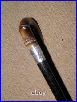 Antique Walking Stick Bovine Horn Crook Handle & Hallmarked 1911 Silver Collar