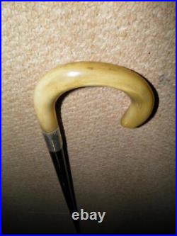 Antique Walking Stick Bovine Horn Crook Handle & Hallmarked 1919 Silver Collar