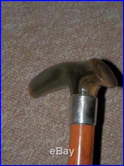 Antique Walking Stick Bovine Horn Handle With H/m Silver Collar B'ham 1899