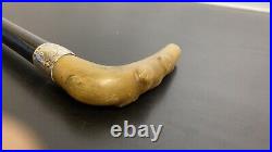 Antique Walking Stick Bovine Horn Handle With Silver Collar & Crown H/M 1898
