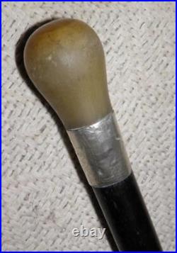Antique Walking Stick Bovine Horn Pommel & Hallmarked 1923 Chester Silver Collar