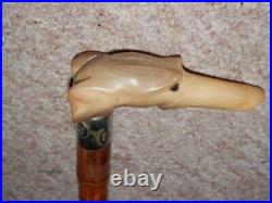 Antique Walking Stick Bovine Horn Whippet Top Glass Eyes & Silver Collar