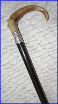 Antique Walking Stick / Cane Bovine Horn Crook & Hallmarked 1910 Silver London