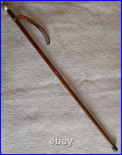 Antique Walking Stick / Cane Bovine Horn Pommel Hallmarked 1924 Silver London