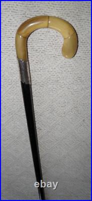 Antique Walking Stick / Cane Hallmarked 1920 Silver Collar Bovine Horn Handle