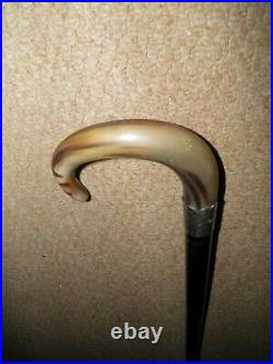 Antique Walking Stick/Cane With Bovine Horn Crook & Engraved Silver Plate Collar