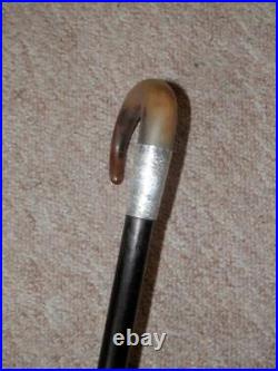 Antique Walking Stick/Cane With Bovine Horn Crook Handle & H/m Silver Collar- 86cm