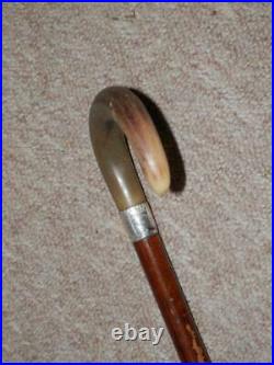 Antique Walking Stick/Cane With Bovine Horn Crook Handle & H/m Silver Collar -87cm
