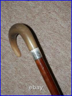 Antique Walking Stick/Cane With Bovine Horn Crook Handle & H/m Silver Collar -87cm