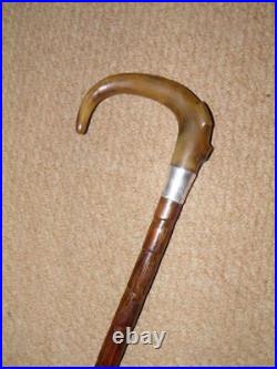 Antique Walking Stick/Cane With Bovine Horn Crook & Pres. Silver Collar 90.5cm