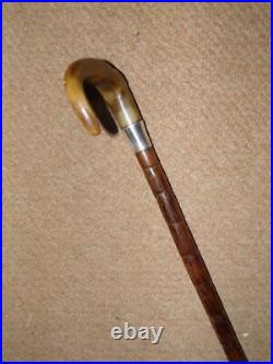 Antique Walking Stick/Cane With Bovine Horn Crook & Pres. Silver Collar 90.5cm