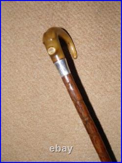 Antique Walking Stick/Cane With Bovine Horn Crook & Pres. Silver Collar 90.5cm