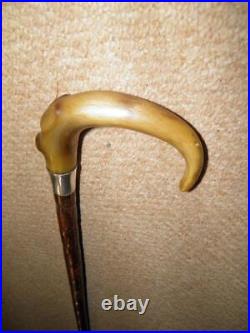 Antique Walking Stick/Cane With Bovine Horn Crook & Pres. Silver Collar 90.5cm