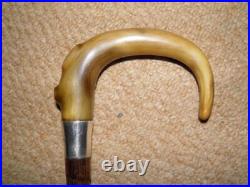 Antique Walking Stick/Cane With Bovine Horn Crook & Pres. Silver Collar 90.5cm