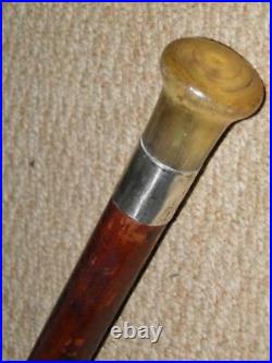 Antique Walking Stick/Cane With Hallmarked Silver Collar 1918 & Bovine Horn Top