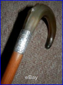 Antique Walking Stick With Bovine Horn Crook Handle & H/m Silver Collar 1917