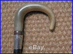 Antique Walking Stick With H/m Silver Collar London 1923 & Bovine Horn Handle