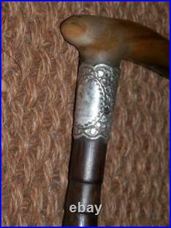 Edwardian Bovine Horn Walking Stick/Dress Cane- Hallmarked Silver Collar 1905