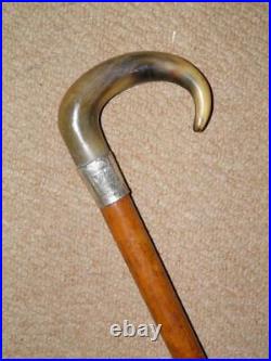 Edwardian Walking Stick Bovine Horn Crook & Hallmarked 1903 Silver Collar