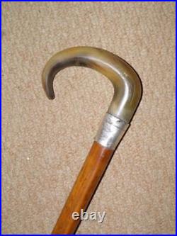 Edwardian Walking Stick Bovine Horn Crook & Hallmarked 1903 Silver Collar