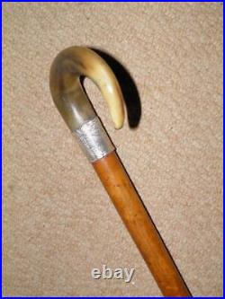 Edwardian Walking Stick Bovine Horn Crook & Hallmarked 1903 Silver Collar