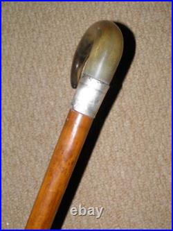 Edwardian Walking Stick Bovine Horn Crook & Hallmarked 1903 Silver Collar