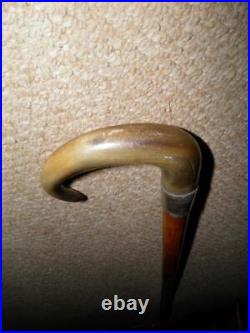 Edwardian Walking Stick Bovine Horn Crook & Hallmarked 1903 Silver Collar