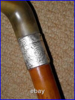 Edwardian Walking Stick Bovine Horn Crook & Hallmarked 1903 Silver Collar