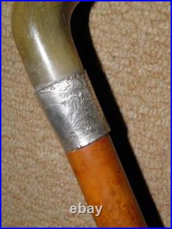 Edwardian Walking Stick Bovine Horn Crook & Hallmarked 1903 Silver Collar