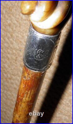 Edwardian Walking Stick Bovine Horn Twisted Handle & Hallmarked 1906 Silver